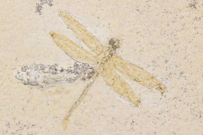 Fossil Dragonfly With Coprolite (Pos/Neg) - Germany #92469